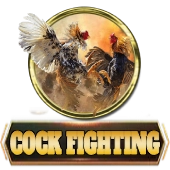 COCK-FIGHTING