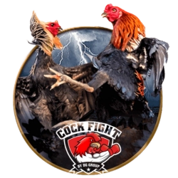 COCK-FIGHTING