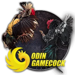 COCK-FIGHTING